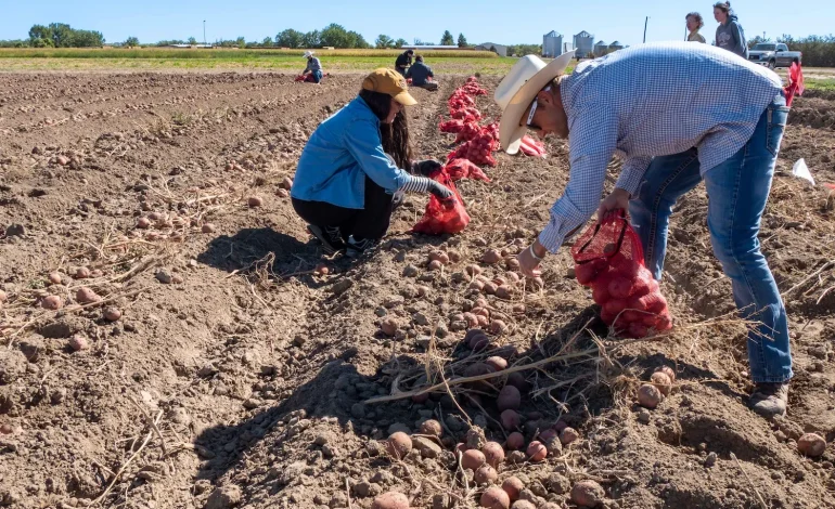 University of Wyoming’s Annual Potato Harvest Contributes Thousands of Pounds to Statewide Food Security Efforts