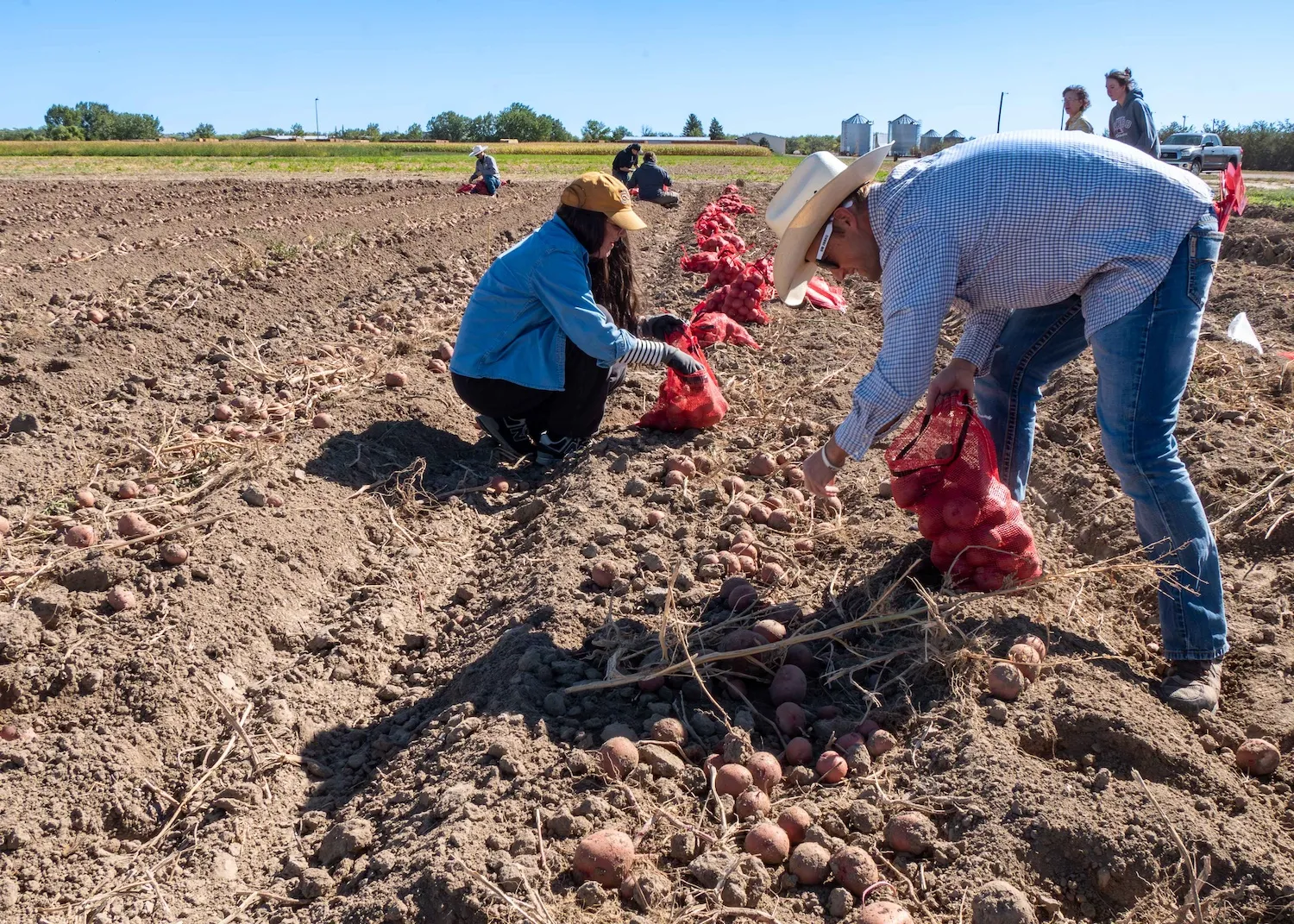 University of Wyoming’s Annual Potato Harvest Contributes Thousands of Pounds to Statewide Food Security Efforts