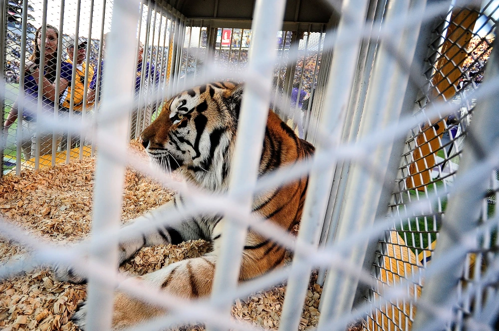 LSU Tiger Mascot Return Sparks Debate: Governor Supports, PETA Opposes