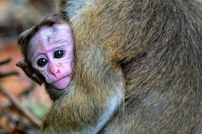 Monkey Deaths at Hong Kong Zoo Spark Investigation