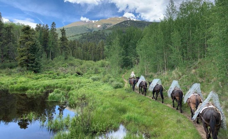 Climate Change Forces Shift in Dead Horse Disposal Methods for Wyoming Forest Rangers