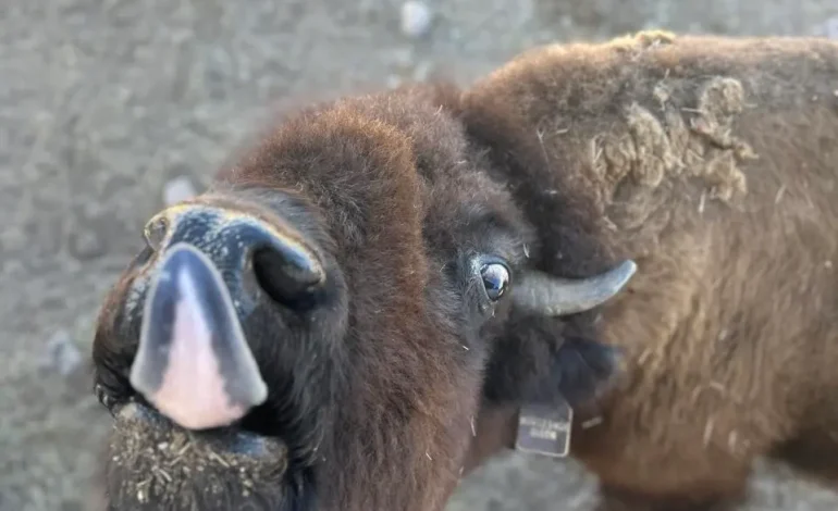 Exploring the Hidden Gems of Southeast Wyoming