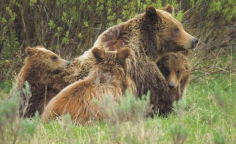 Jackson Hole Mourns Beloved Grizzly 399, a Legendary Figure in Wildlife Conservation