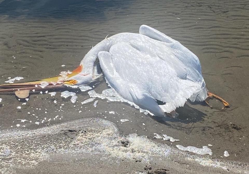 Federal Policy Change Likely to End Wyoming Gun Club’s Pelican Control Efforts