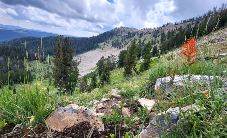 Forest Service to Restore 180-Mile Trail Network in Wyoming Range