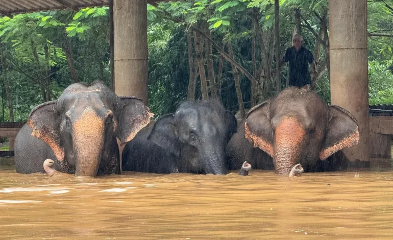 Flash Floods Threaten Elephant Sanctuary in Northern Thailand, Dozens Trapped