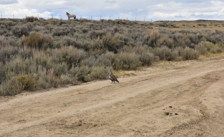 Study Finds Overpopulation of Wild Horses Threatens Sage Grouse Survival in Wyoming