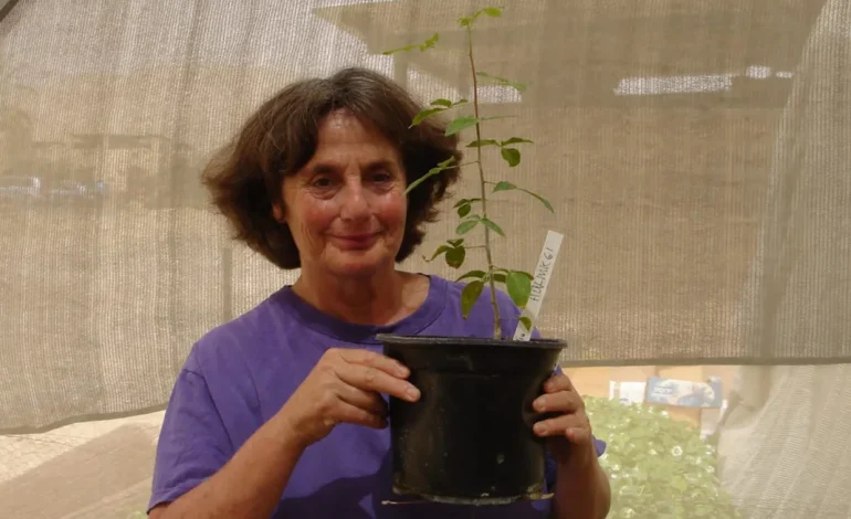 Scientists Grow 1,000-Year-Old Tree from Seed, Possibly Linking to Biblical “Balm of Gilead”