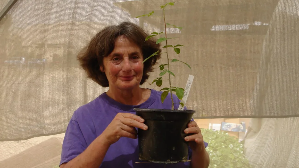 Scientists Grow 1,000-Year-Old Tree from Seed, Possibly Linking to Biblical “Balm of Gilead”