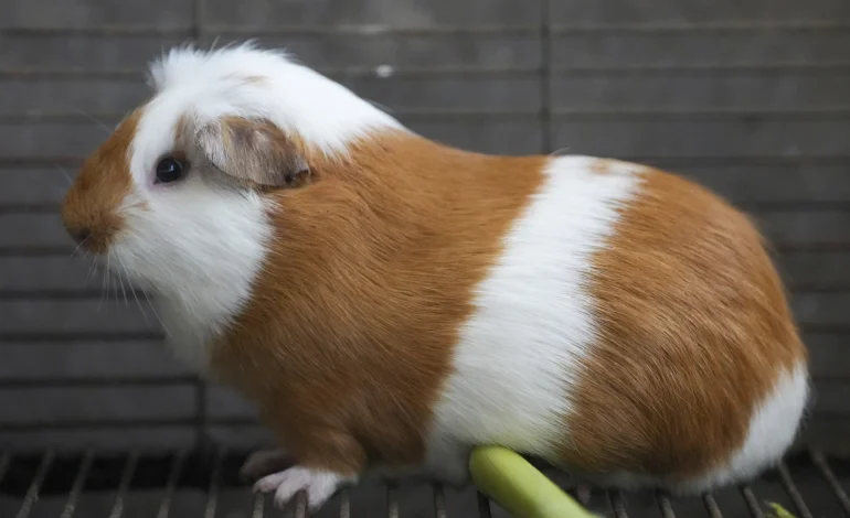 Peru Celebrates 20 Years of Super-Cuy: Genetically Modified Guinea Pigs Boost Andean Diet