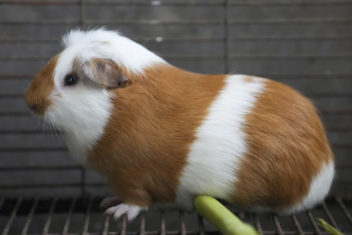 Peru Celebrates 20 Years of Super-Cuy: Genetically Modified Guinea Pigs Boost Andean Diet