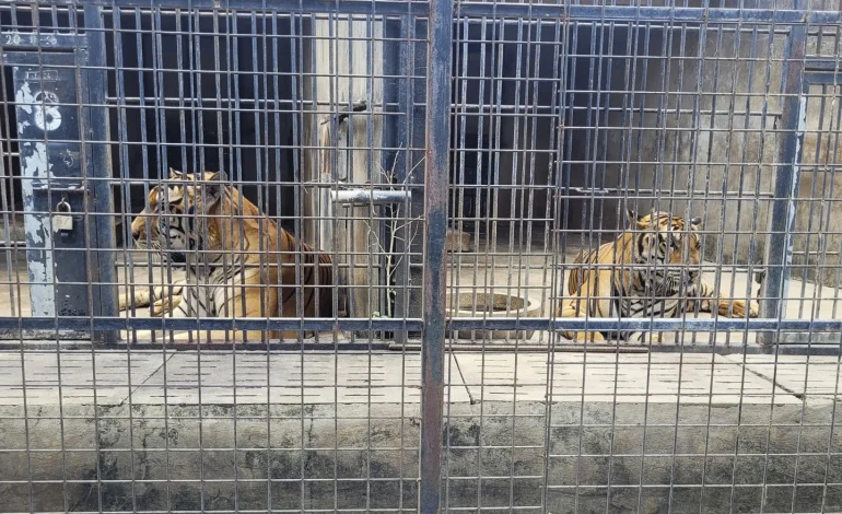 Bird Flu Outbreak Devastates Vietnamese Zoos, Killing Dozens of Tigers