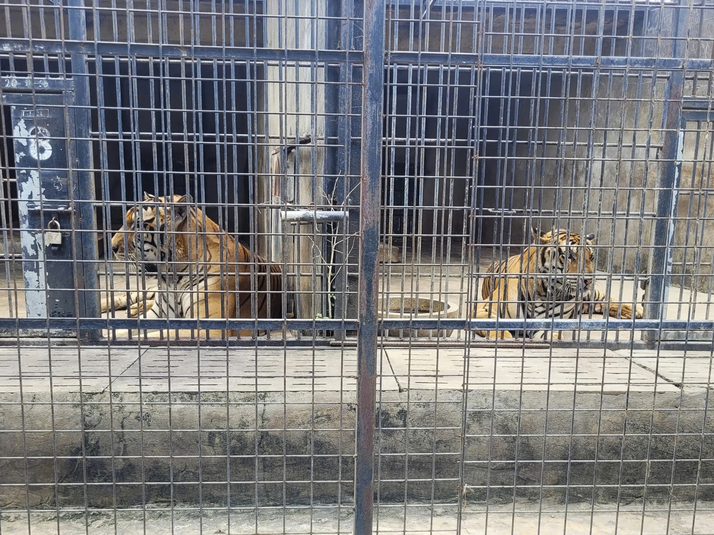 Bird Flu Outbreak Devastates Vietnamese Zoos, Killing Dozens of Tigers