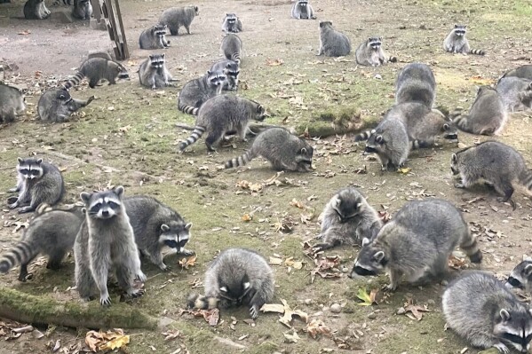 Poulsbo Woman Forced to Flee Home by “Hordes” of Aggressive Raccoons