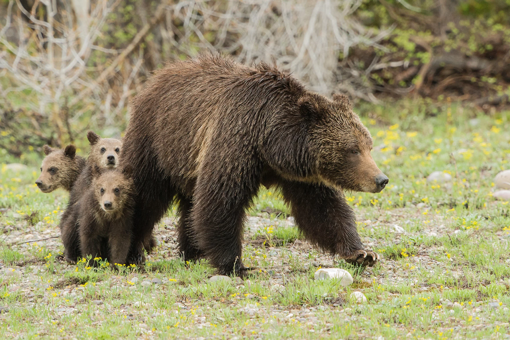 Iconic Grizzly Bear No. 399 Killed by Vehicle in Wyoming