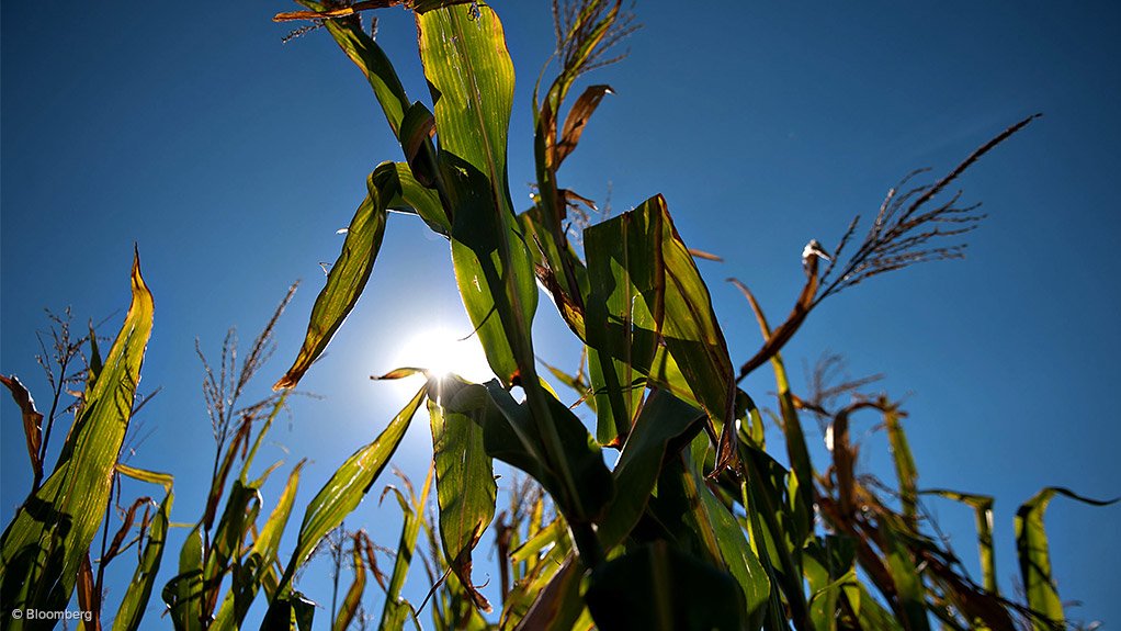 South Africa to Import US Genetically Engineered Corn After Drought