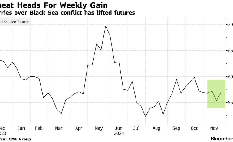 Western Australia’s Wheat Crop Defies Expectations, Set for Bumper Harvest