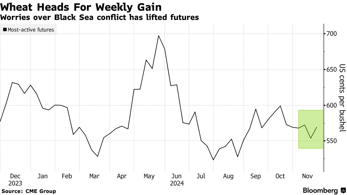 Western Australia’s Wheat Crop Defies Expectations, Set for Bumper Harvest