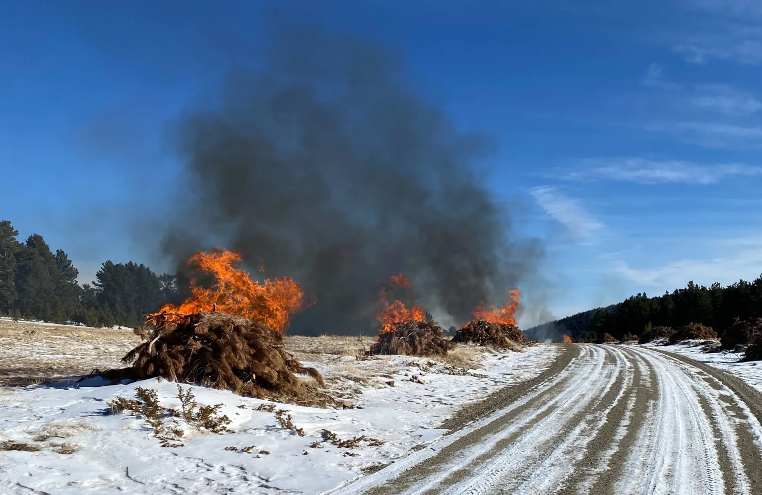 BLM Plans Controlled Burns of Slash Piles in Bighorn Mountains