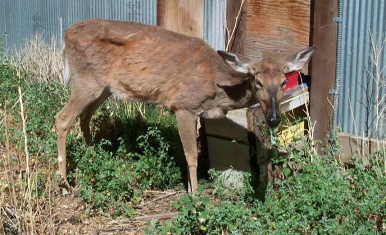 Oregon Avoids Potential Chronic Wasting Disease Spread from Wyoming Deer Carcasses