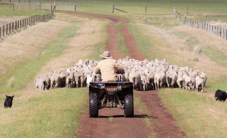 Wyoming Sheep Industry Celebrates as Denver Voters Reject Slaughterhouse Ban