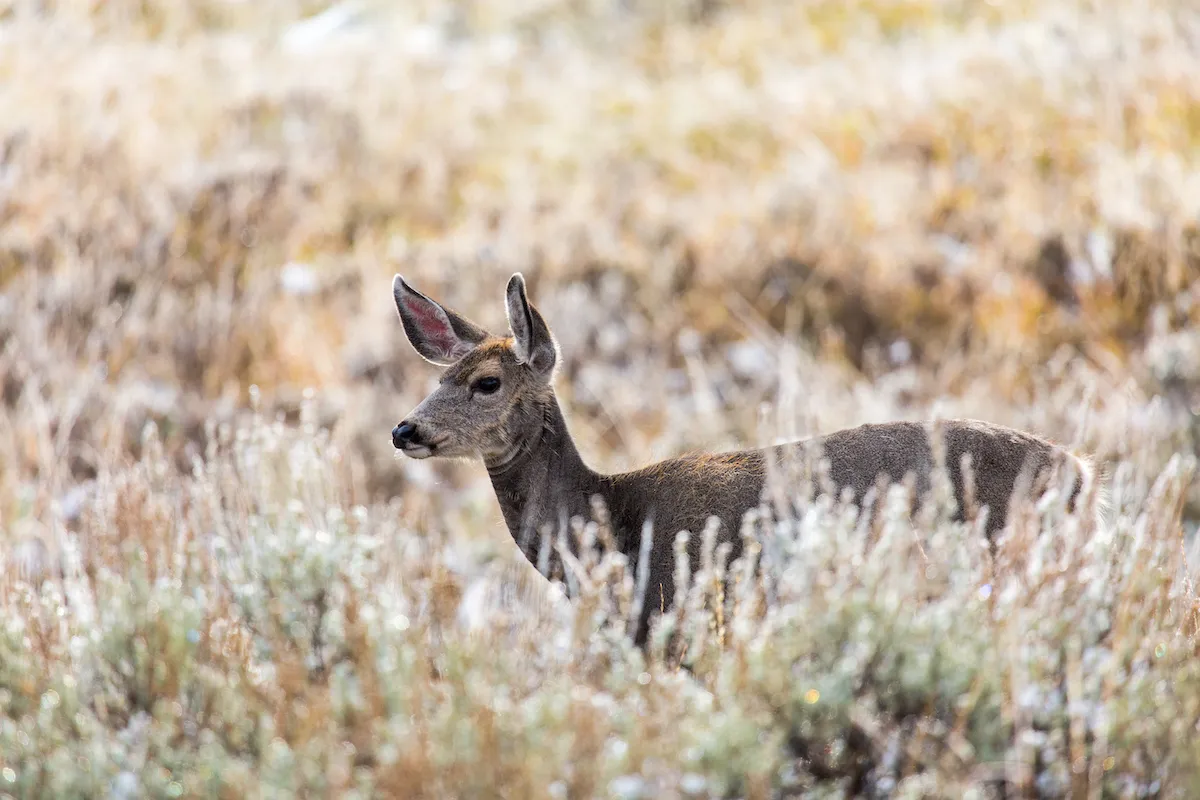 Wyoming Game and Fish to Hold Mule Deer Discussions in Casper Region