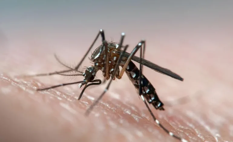 Innovative Approach to Combat Dengue: Mutating Male Mosquitoes to Prevent Mating