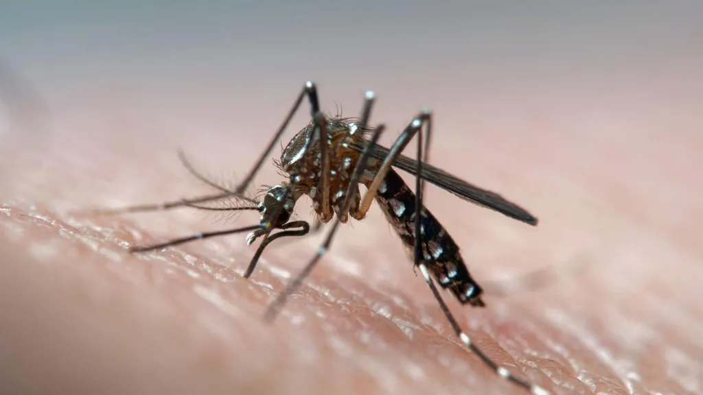 Innovative Approach to Combat Dengue: Mutating Male Mosquitoes to Prevent Mating