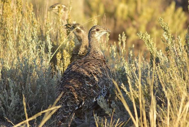 Federal Sage Grouse Conservation Plans Spur Controversy in Wyoming