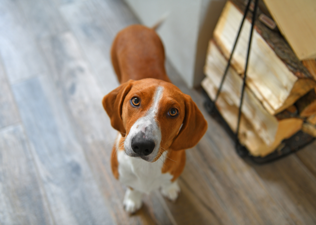 Popular Dog Names in Wyoming Reflect Regional Preferences