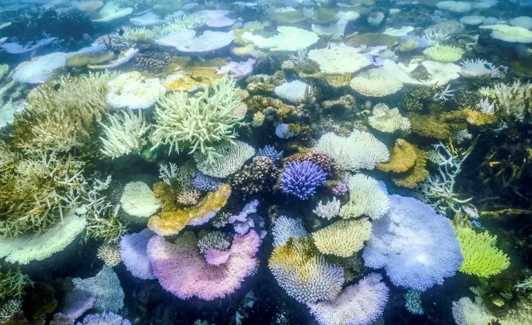 Great Barrier Reef Suffers ‘Significant Coral Mortality’ After Cyclones, Bleaching, Flooding