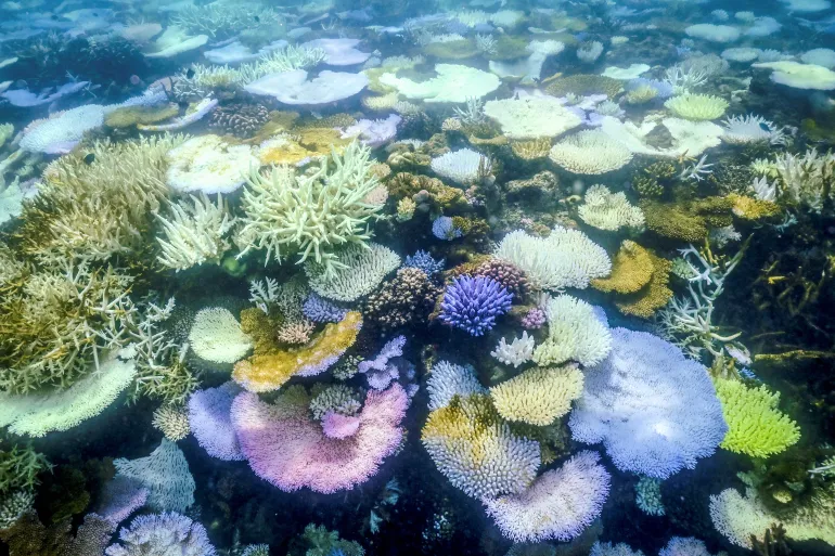 Great Barrier Reef Suffers ‘Significant Coral Mortality’ After Cyclones, Bleaching, Flooding