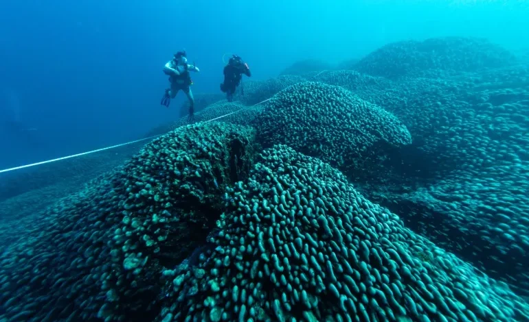 Giant Coral the Size of Two Basketball Courts Found in Solomon Islands