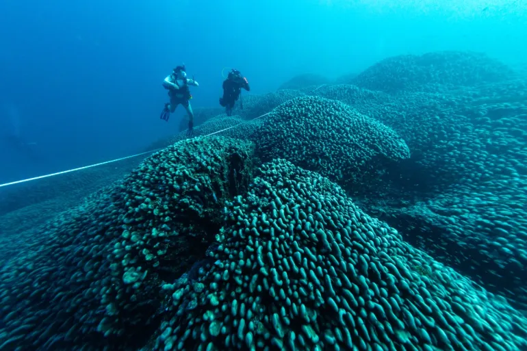 Giant Coral the Size of Two Basketball Courts Found in Solomon Islands