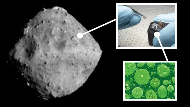 Earth Bacteria Rapidly Colonized Japan’s Asteroid Ryugu Sample After Return to Earth