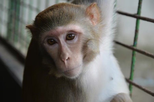 43 Monkeys Escape From South Carolina Research Facility, Public Told to Stay Cautious