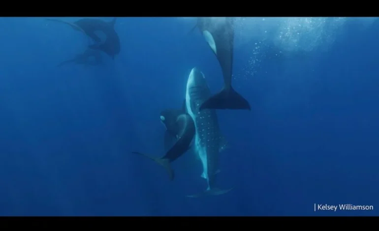 Orcas in Mexico’s Gulf of California Documented Hunting Whale Sharks for the First Time