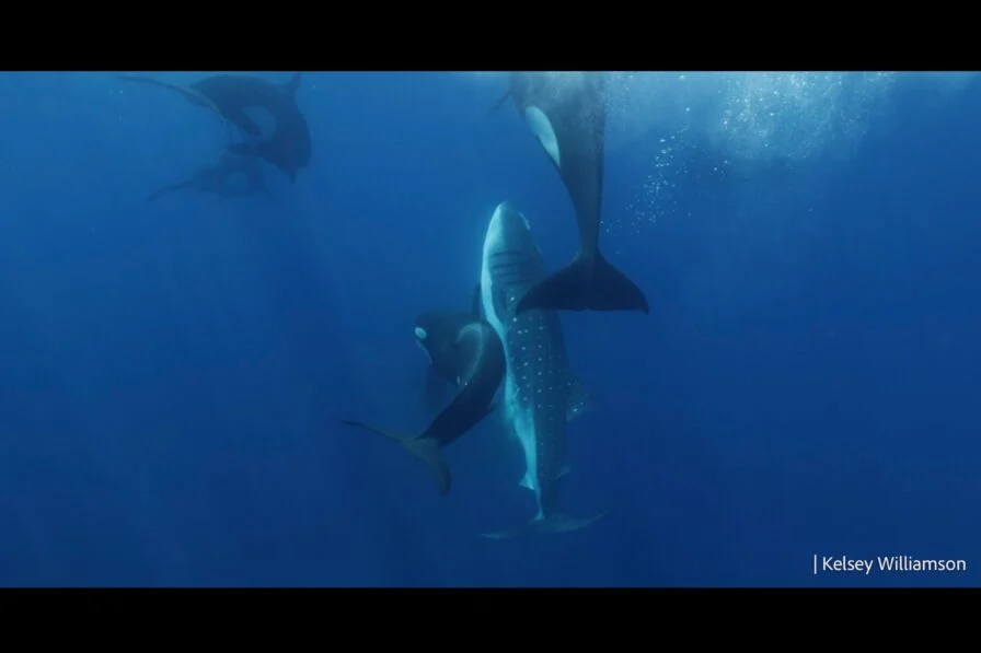 Orcas in Mexico’s Gulf of California Documented Hunting Whale Sharks for the First Time