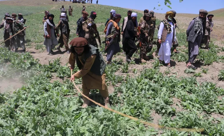 Opium Poppy Cultivation Rises in Afghanistan Despite Taliban Ban