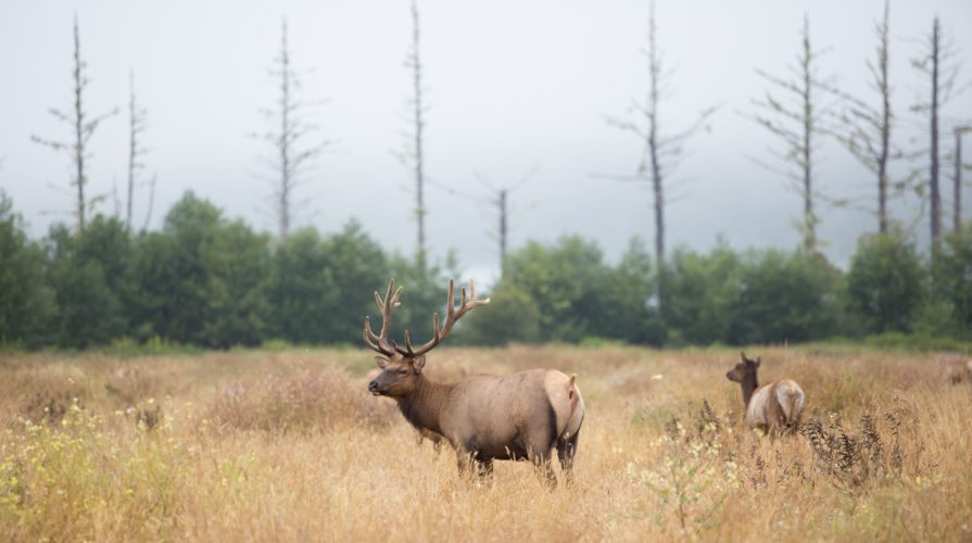 Wyoming Game and Fish Department Reopens Amsden Creek and Kerns Wildlife Areas Following Elk Fire Closure