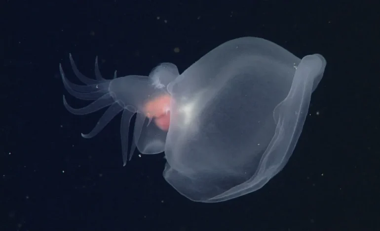 Glowing “Mystery Mollusk” Discovered in the Deepest Depths of the Ocean