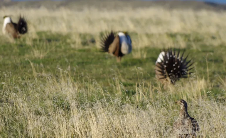 Biden Administration Proposes New Drilling Ban to Protect Sage Grouse Habitat, Sparking Debate