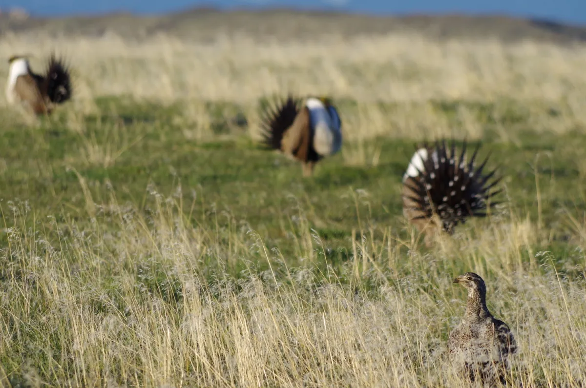 Biden Administration Proposes New Drilling Ban to Protect Sage Grouse Habitat, Sparking Debate