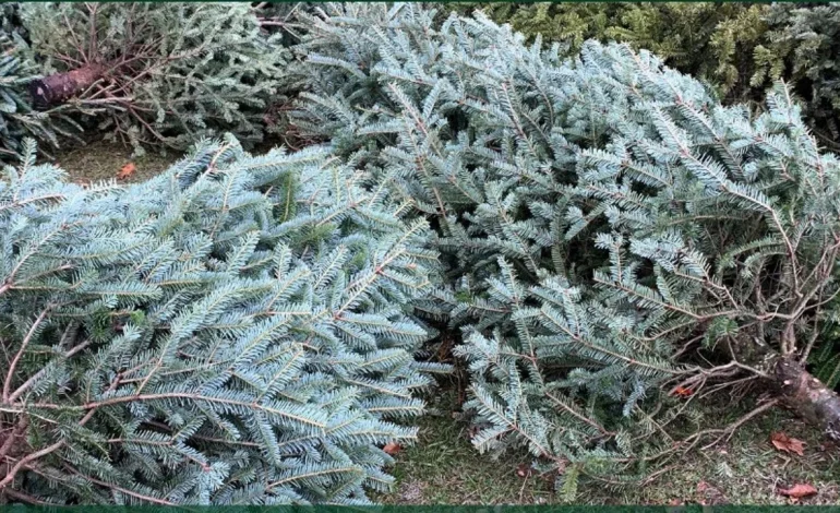 Christmas Tree Permits Now Available Through BLM Wyoming