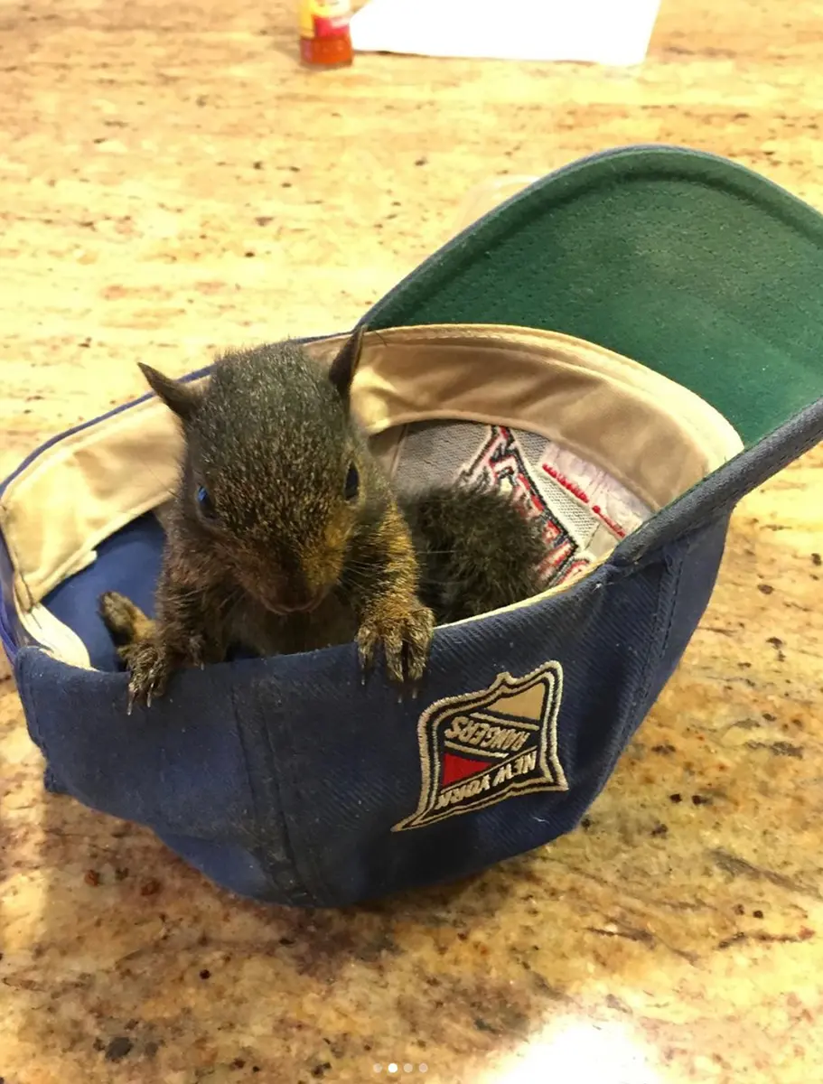 Beloved Internet Sensation Peanut the Squirrel Euthanized After Seizure by New York State