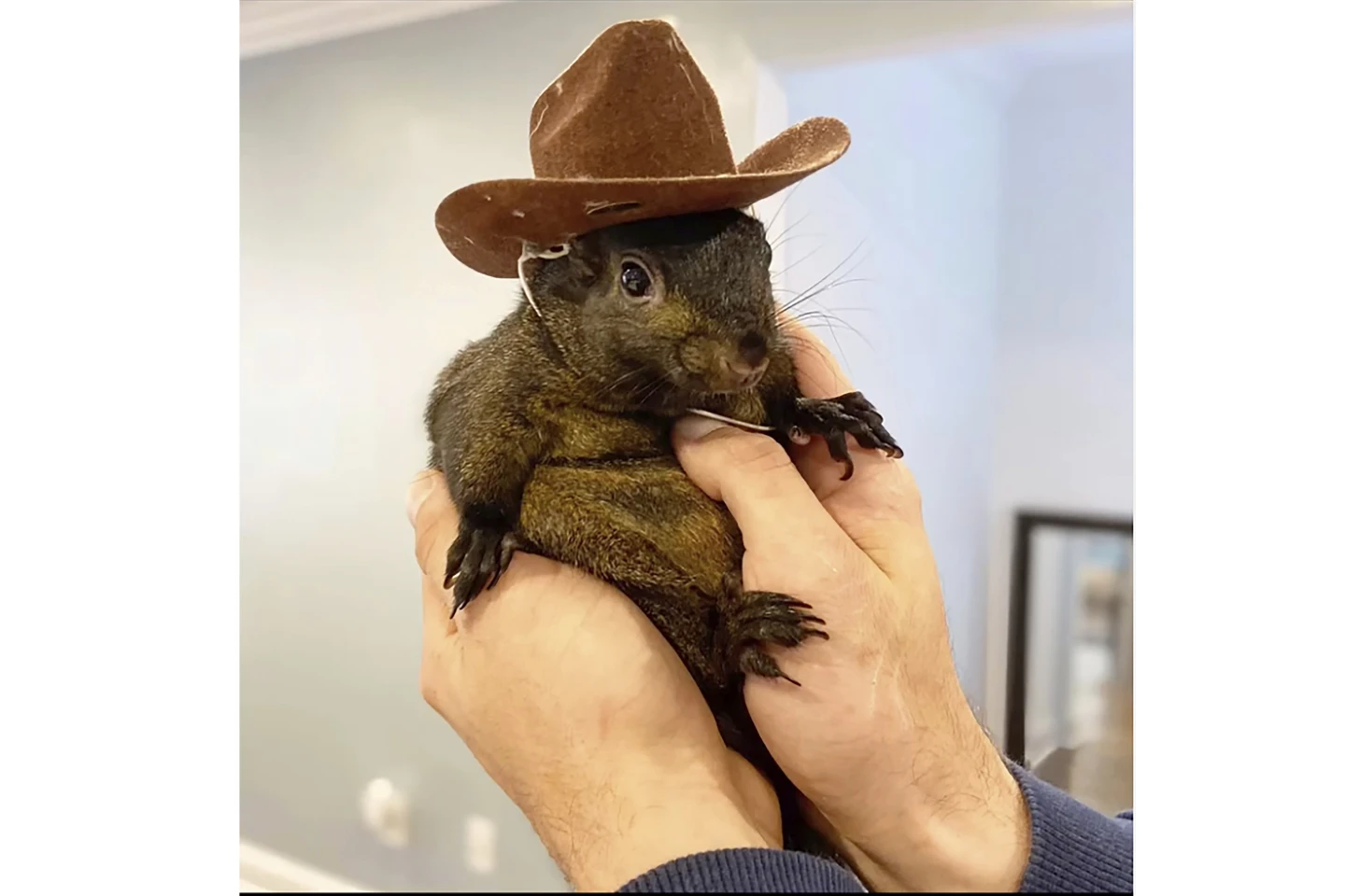 Social Media Star Squirrel Peanut Confiscated by New York Officials