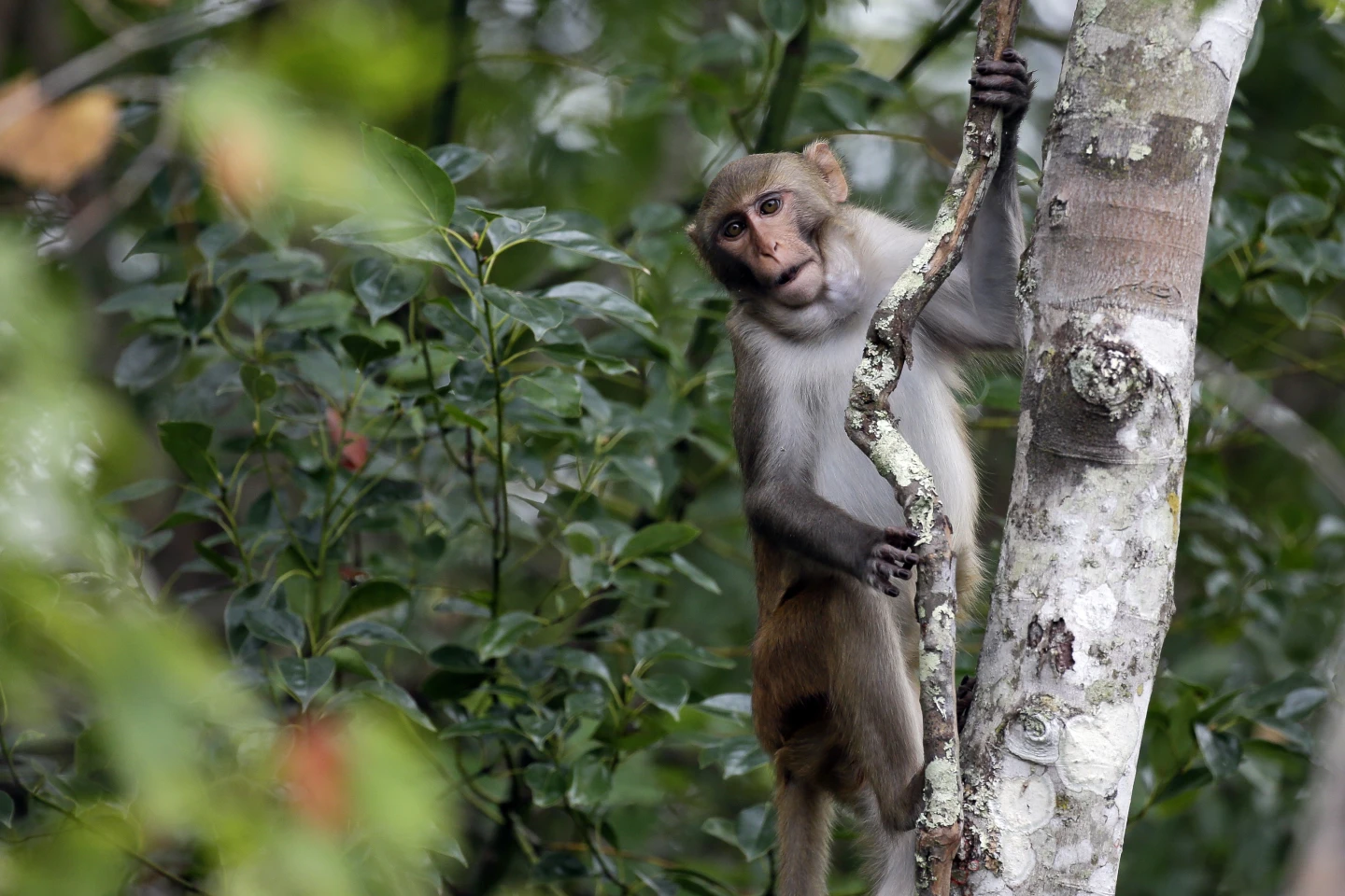 Monkeys on Loose: More Than Half Recovered After Escape from South Carolina Facility