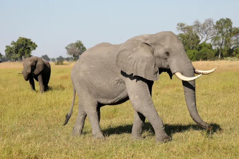 Toxic Algae Confirmed as Cause of Mass Elephant Deaths in Botswana