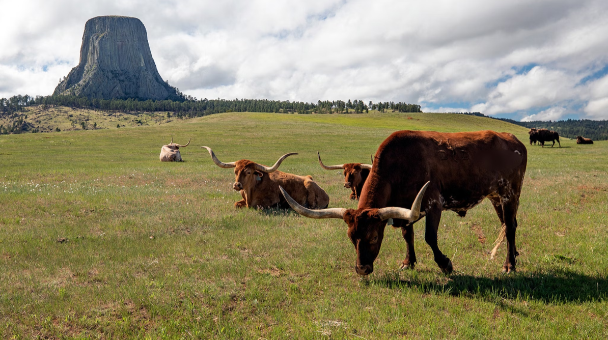 Cattle Disease Trichomoniasis Detected in Wyoming’s Lincoln County