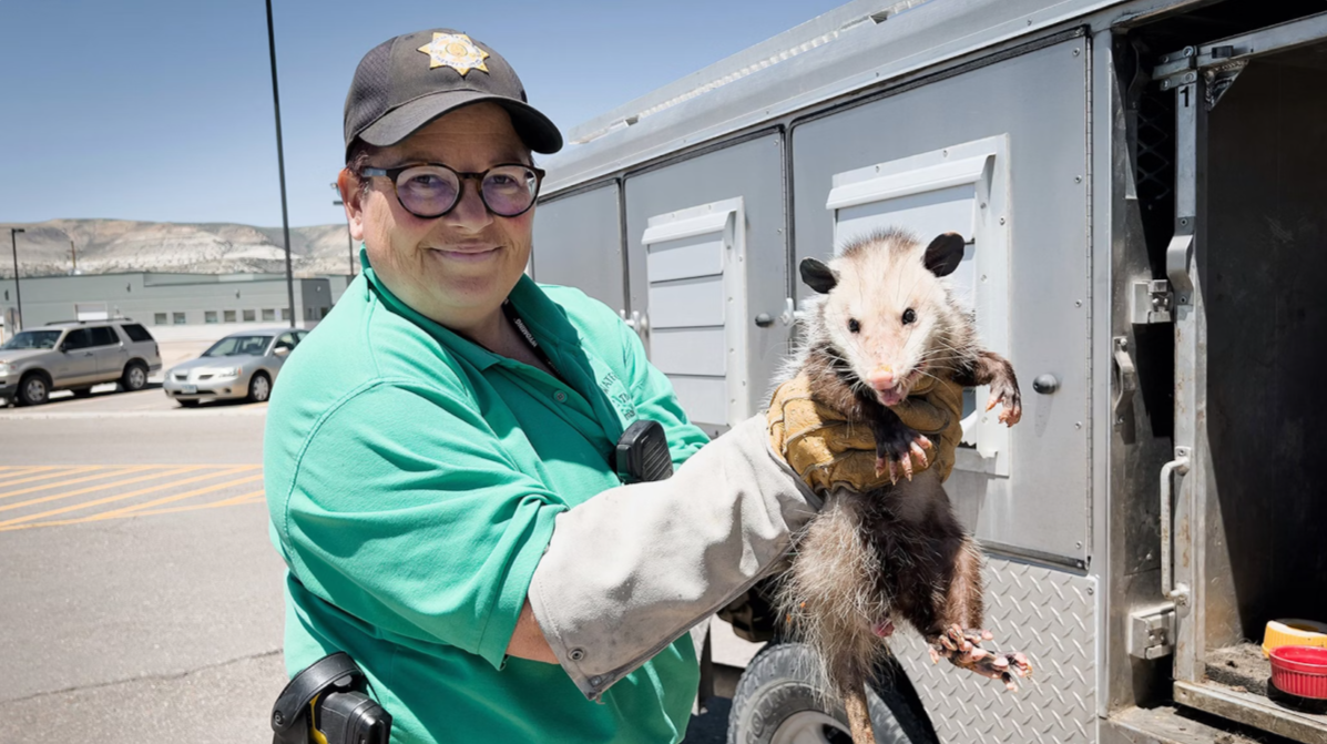 Opossums in Wyoming: An Unwelcome Surprise Despite Expert Opinions